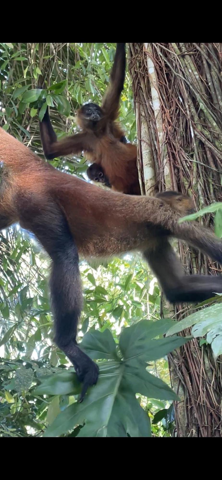 Casa Jaguar Tortuguero Villa Eksteriør bilde